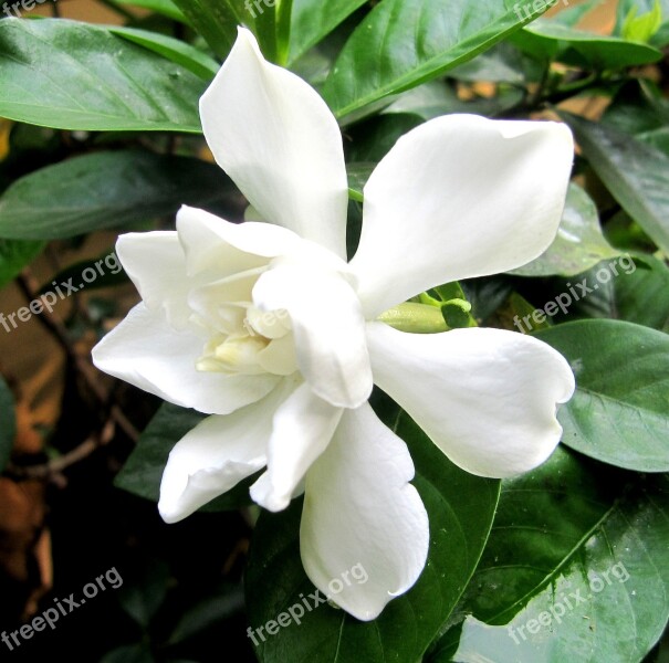 Geddes Rd Wa Gardenia Jasminoides Flowers Free Photos