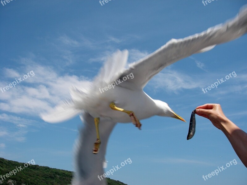 Seagull Sea Bird Fish Hand