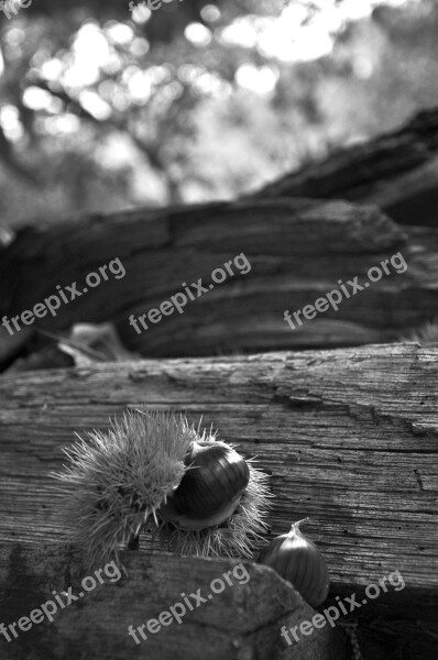 Chestnut Wood Black White Chestnuts Hedgehog