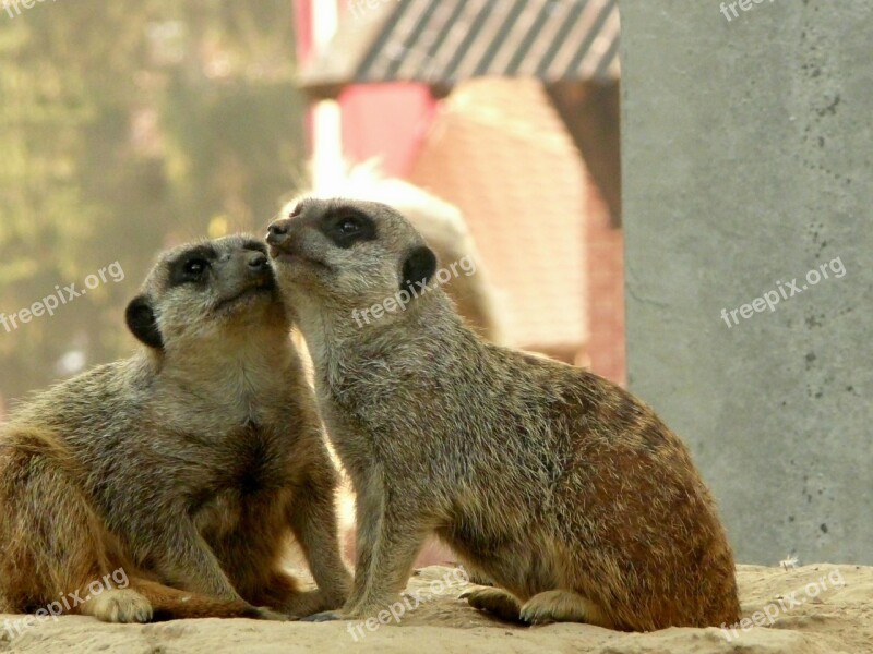 Meerkat Kuschelnd Domestic Animals Sanfrancisco Free Photos