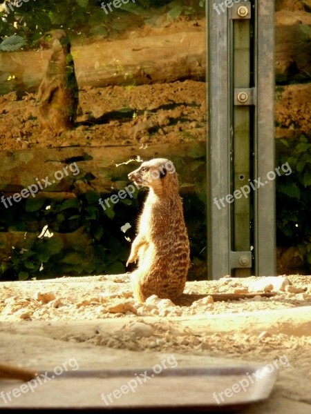 Meerkat Posing Sun Sanfrancisco Free Photos