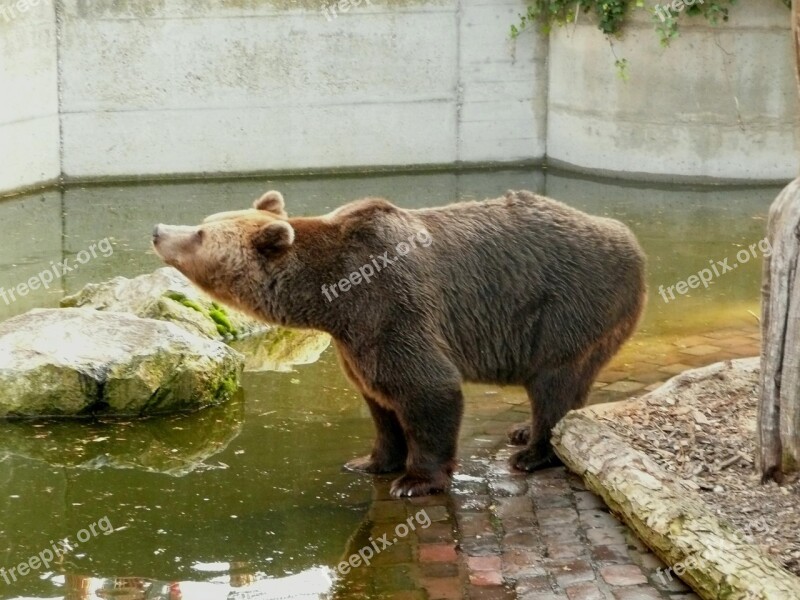 Freiburg Bear Enclosure Brown Bear Sanfrancisco Free Photos