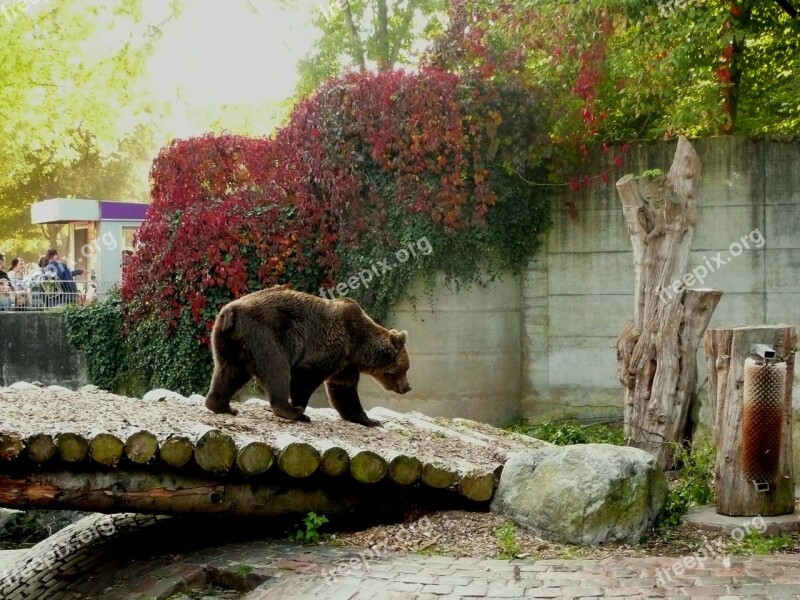 Brown Bear Enclosure Teddy Bear Sanfrancisco Free Photos