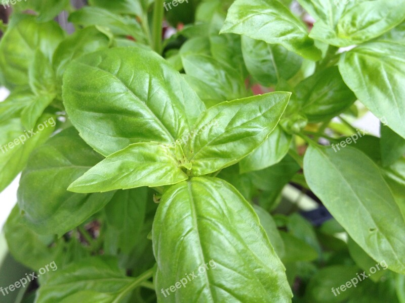 Fresh Basil Herb Free Photos