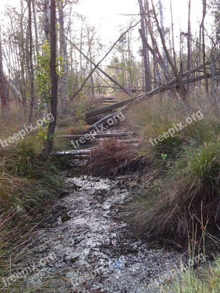 Moor Moist Nature Reserve Forest Mecklenburg Western Pomerania