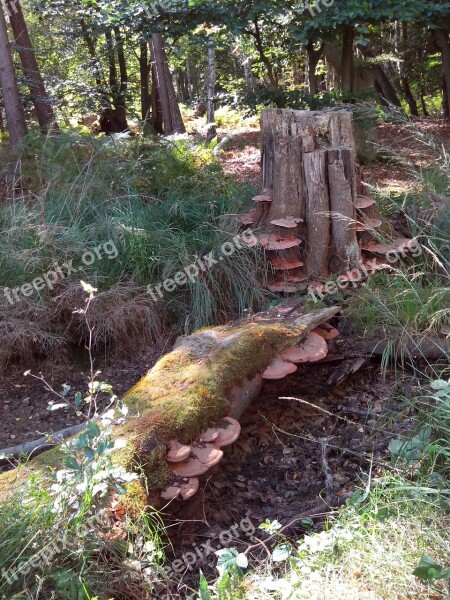 Moor Tree Fungi Log Tree Stump Baumschwamm