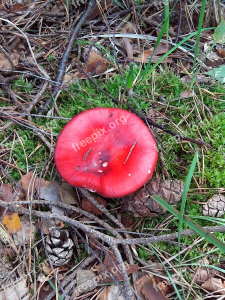 Mushroom Fly Agaric Forest Toxic Free Photos