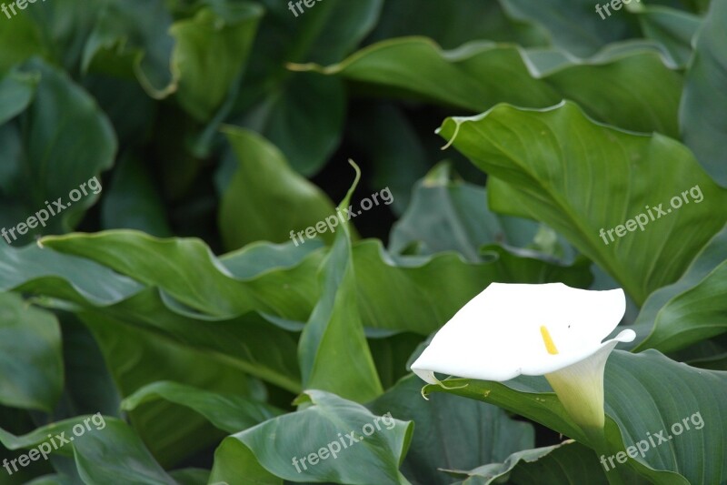 Nature Green White Flower Calla