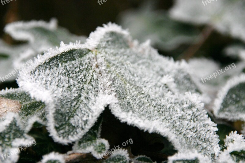 Frost Leaf Nature Winter Cold