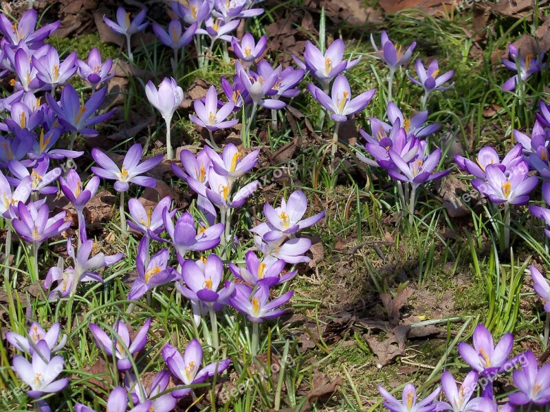 Wild Crocus Crocus Spring Awakening Spring Blossoms Free Photos