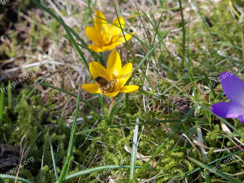 Wild Crocus Crocus Spring Awakening Spring Blossoms Flower