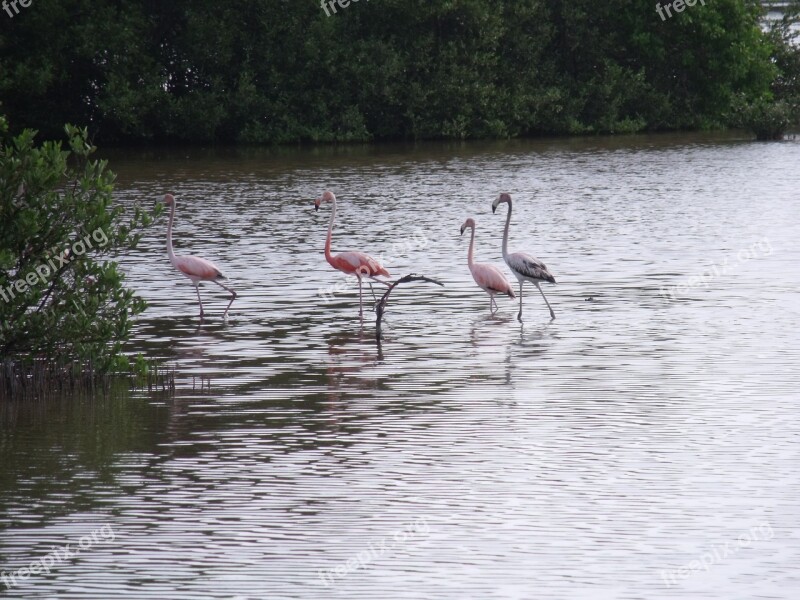 Flamingos Mangrove Swamp Cuba Cayo Coco Free Photos