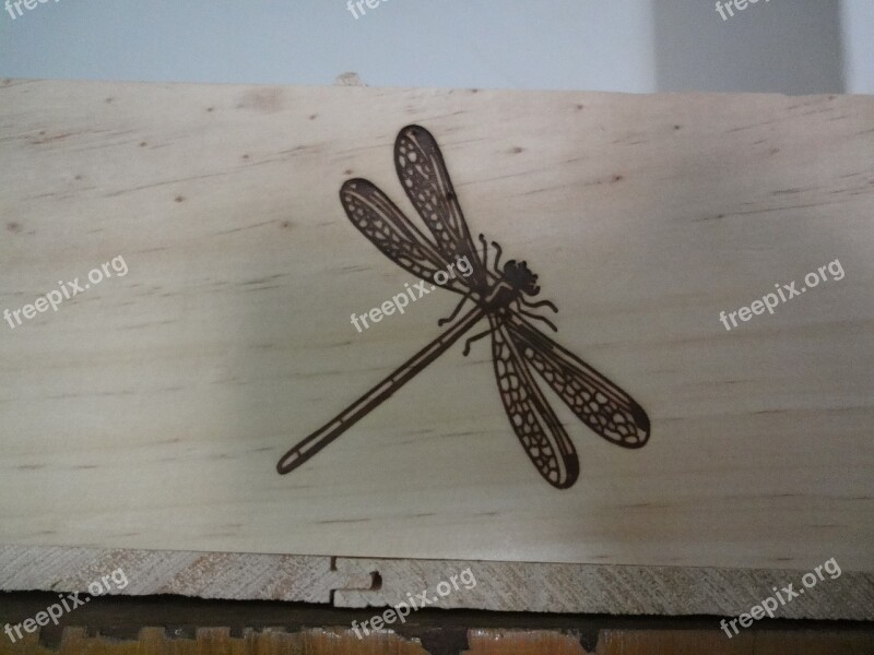 Drawing Insect Dragonfly Wood Free Photos