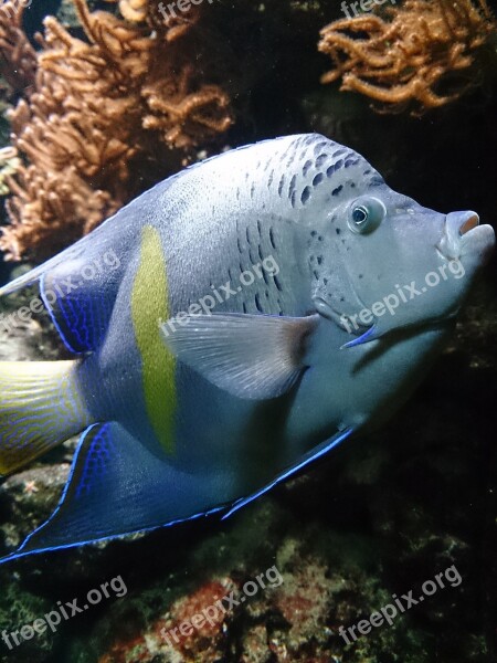 Zoo Aquarium Water Fish Blue