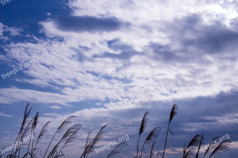 Reed The Scenery Blue Sky Taiwan Free Photos