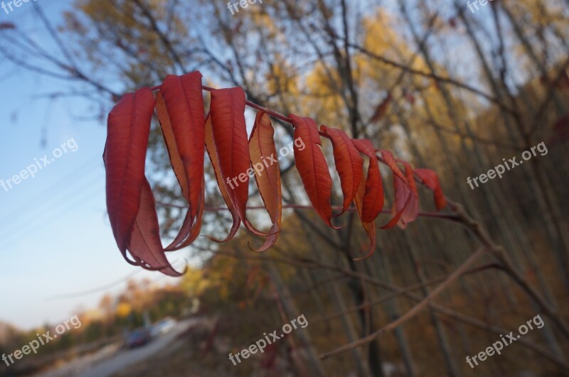 Red Leaves Akita China Wind Free Photos