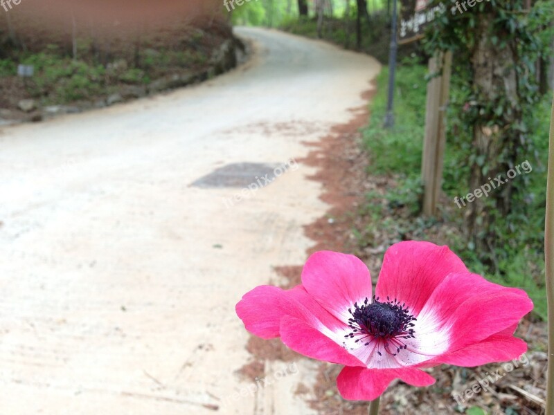 Flowers Gil Trail Blossom Seonunsa