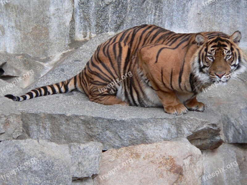 Tiger Wild Animal Resting Staring Wildlife