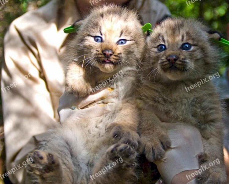 Kittens Felines Lynx Canada Cats