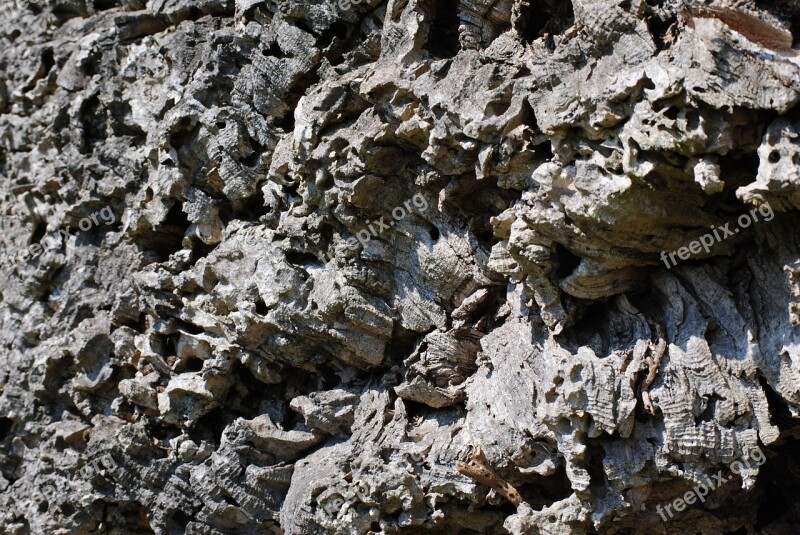 Cork Tree Bark Wood Nature