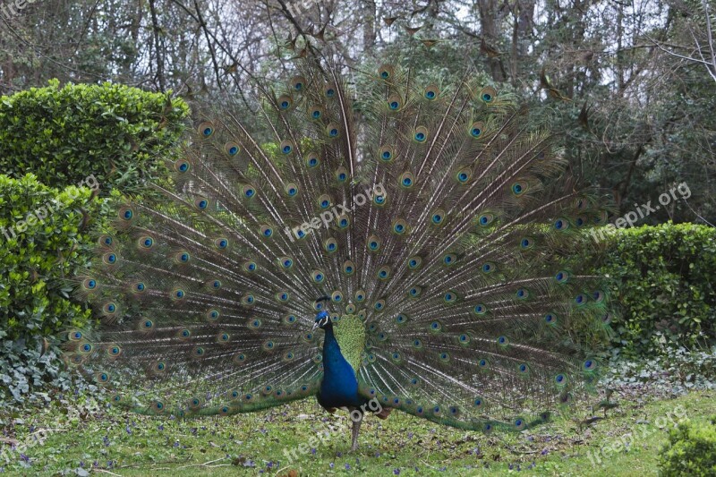 Peacock Fauna Feathers Ave Free Photos