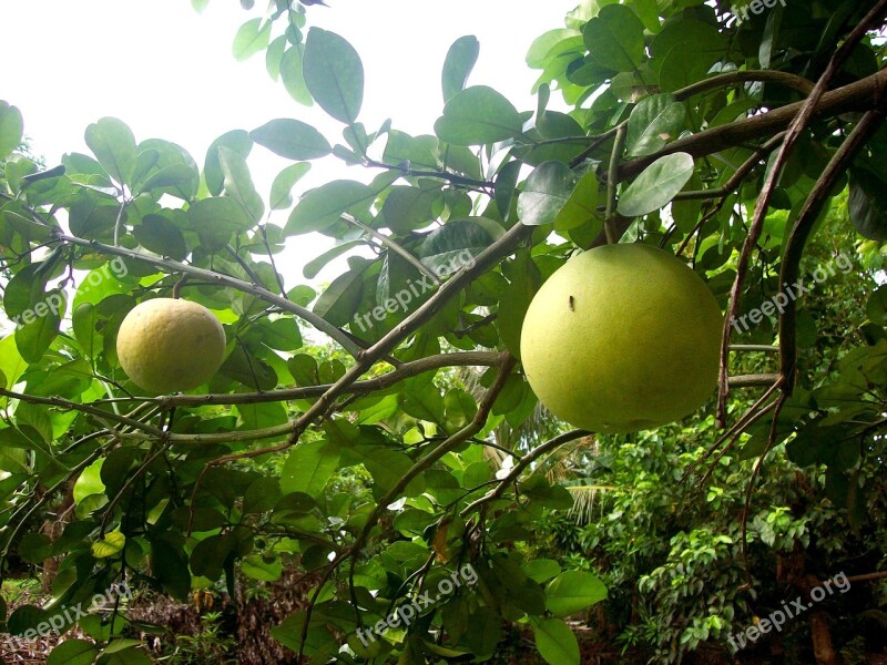 Pomelo Fruit Lemon Tropical Pummelo