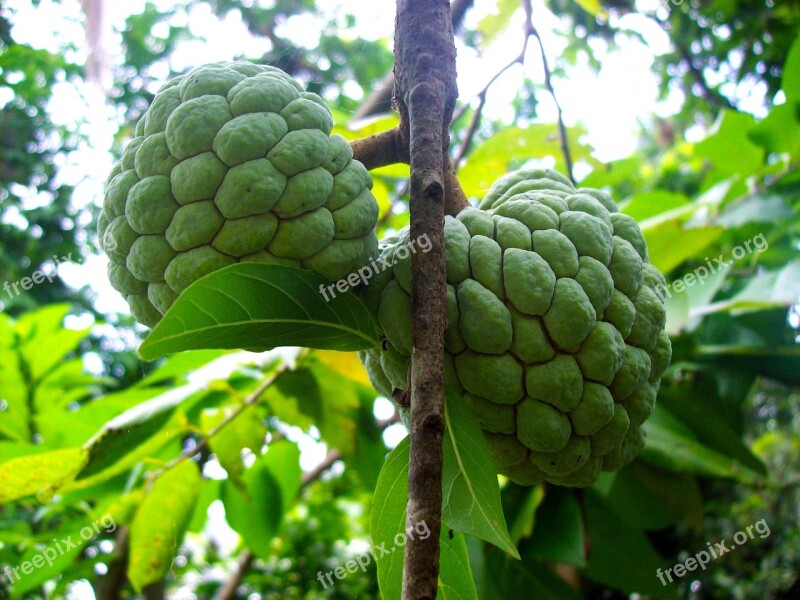 Sugarapple Sweetsop Fruit Nutritious Free Photos