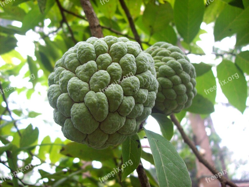 Fruits Sugarapple Sweetsop Delicious Free Photos