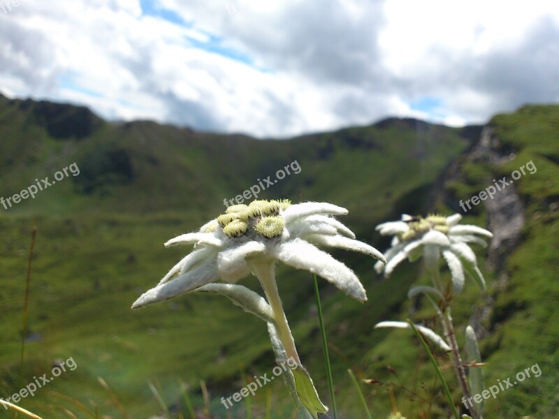 Edelweiss Mountain Flowers Mountains Free Photos