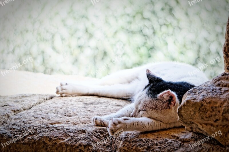 Cat Crete Monastery Sleep Break