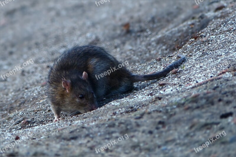 Animal Rat Foraging Close Up Free Photos