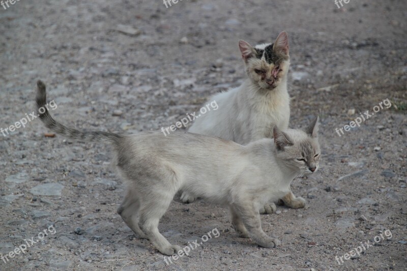 Cat Street Sick Stray Cat Animal