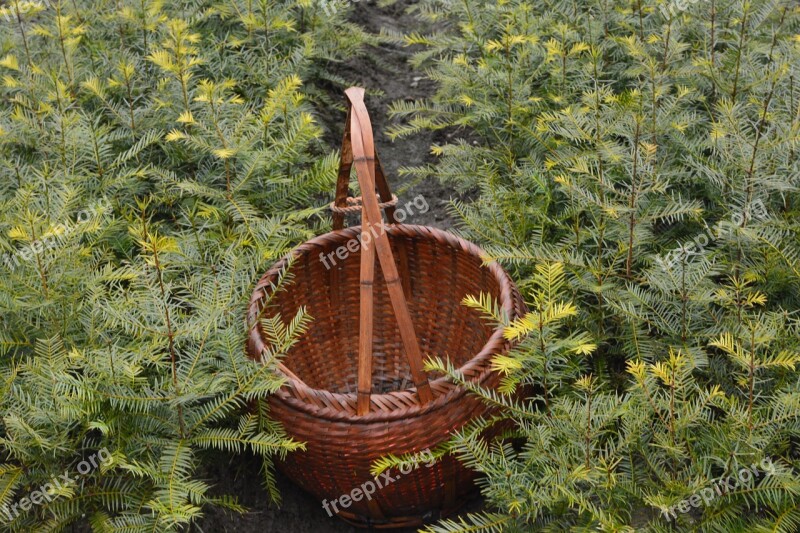 Torreya Trees Tea Basket Sapling Free Photos