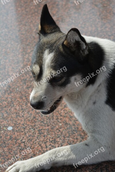 Chinese Rural Dogs Dog Huagou Free Photos