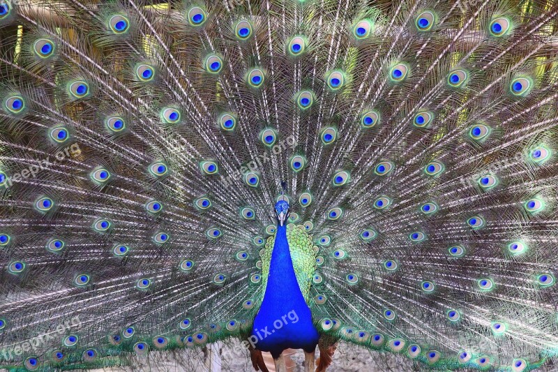 Peacock Ave Feathers Colorful Turkey