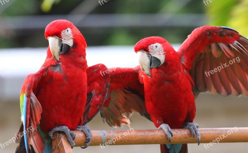 Birds Macaw Tropical Bird Animal Red