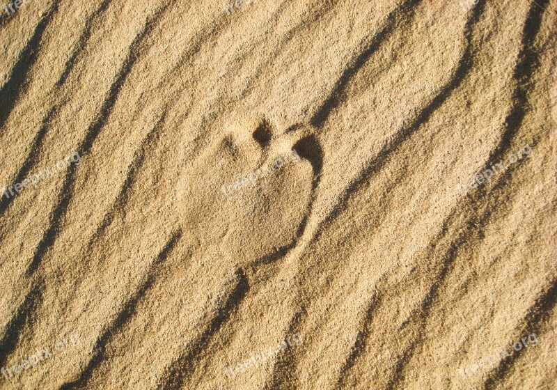 Desert Sand Footprint Dromedary Trace