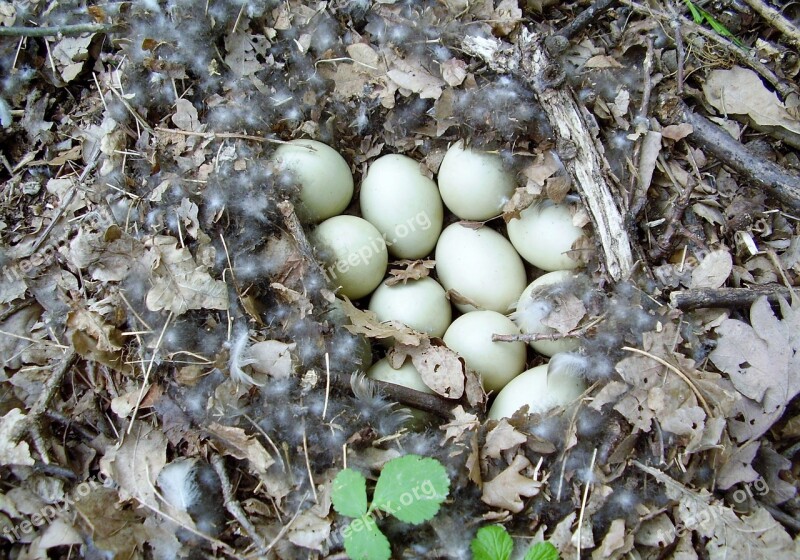 Eggs Nest Duck's Egg Spring Nature