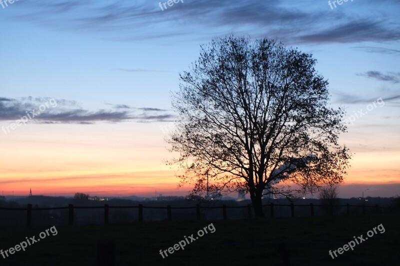 Münster Sunset Tree Evening Sun Free Photos