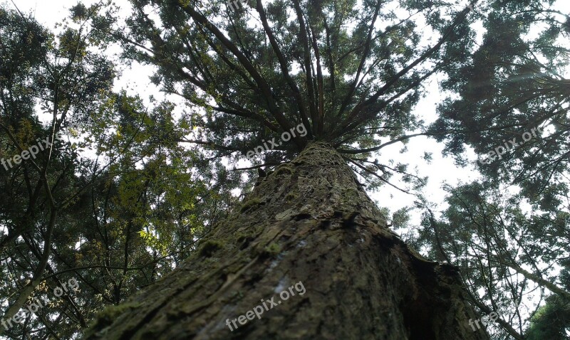 Tree Pine Tree Look Up Shade Green