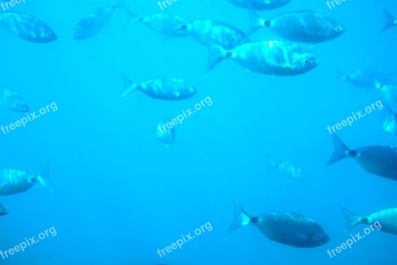 Diving Seabed Fish Sea Spain