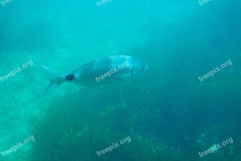 Diving Seabed Fish Sea Spain