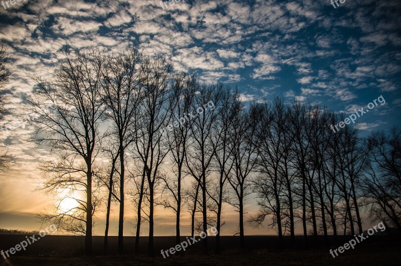 Backlighting Sky Clouds Blue Tree