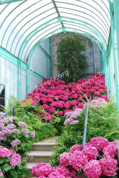 Garden Rosa Turquoise Flowers Ladder