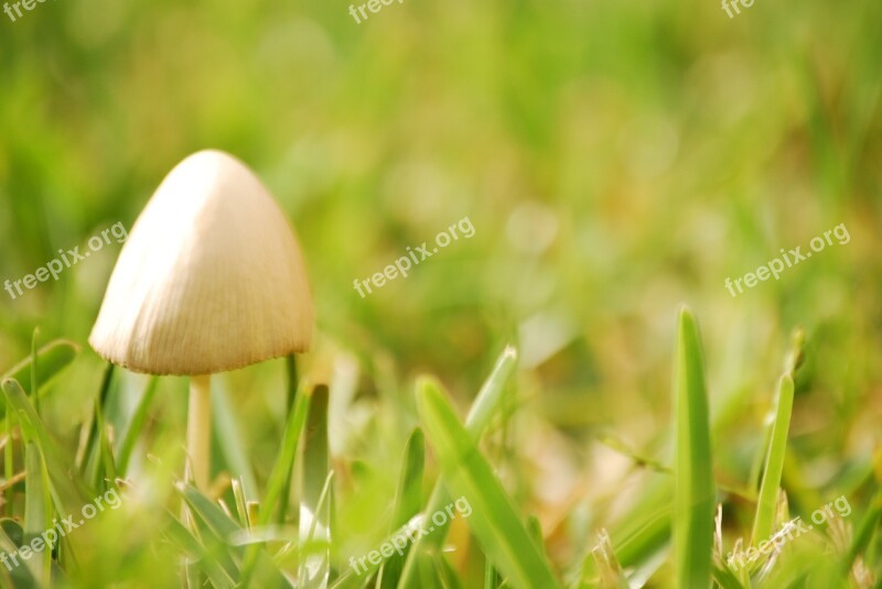 Mushroom Garden Green Summer Fungus