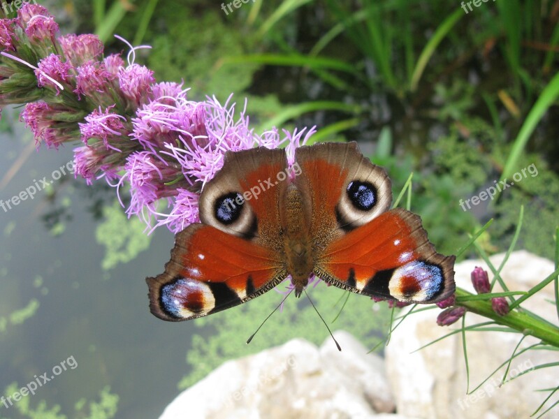 Butterfly Blossom Bloom Flower Close Up