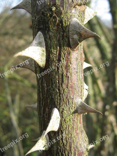 Bramble Rose Grove Macro Branch