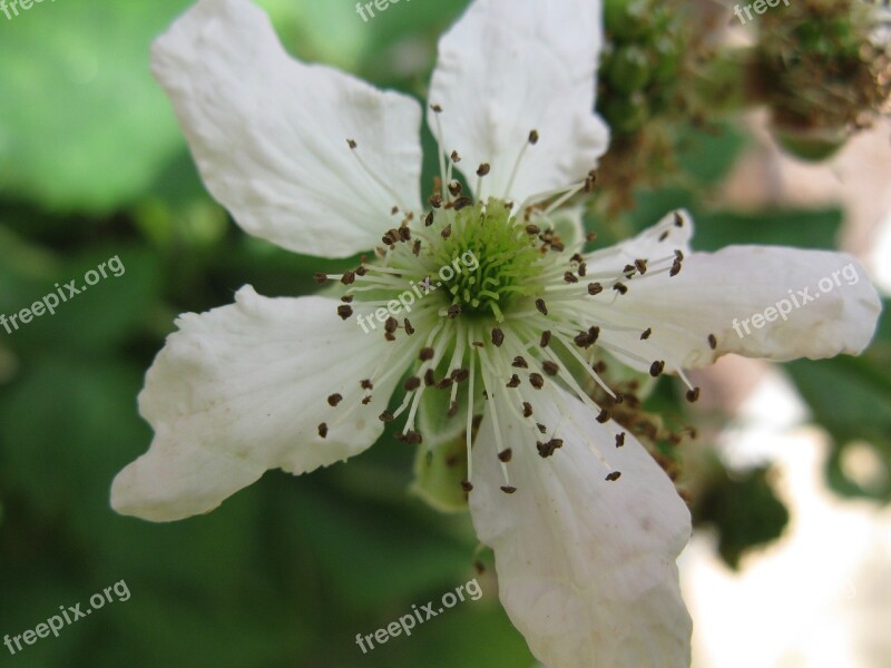 Blackberry Blossom Bloom Macro White