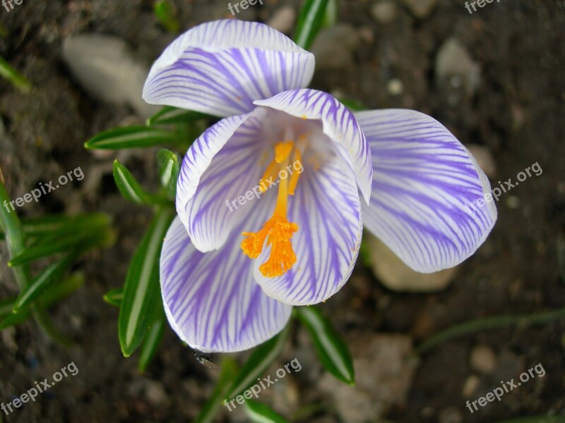 Crocus Flower Our Characters Plant Spring