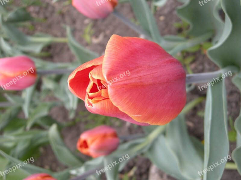 Red Flower Tulip Blossom Spring